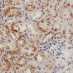 CDGSH Iron Sulfur Domain 2 (CISD2) Antibody