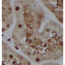 CISD2-Specific Antibody