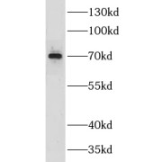 WB analysis of HEK-293 cells, using CLCNKA antibody (1/500 dilution).