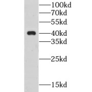 WB analysis of HUVEC cells, using CLEC4G antibody (1/500 dilution).