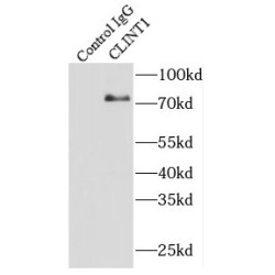 Clathrin Interactor 1 (CLINT1) Antibody