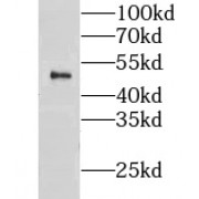 WB analysis of mouse testis tissue, using CLUAP1 antibody (1/600 dilution).