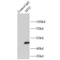 Myc Proto-Oncogene Protein (c-MYC) Antibody