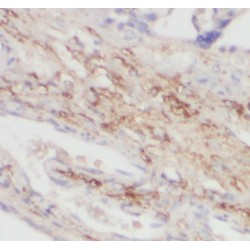 Centrosomal Protein 250 (CNAP1) Antibody