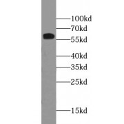 WB analysis of HEK-293 cells, using CNDP1 antibody (1/600 dilution).