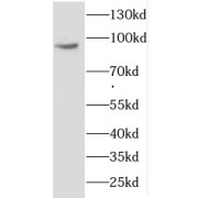 WB analysis of HeLa cells, using COG3 antibody (1/500 dilution).