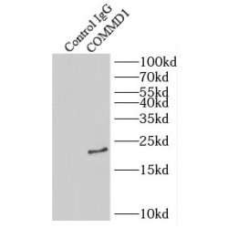COMM Domain Containing Protein 1 (COMMD1) Antibody