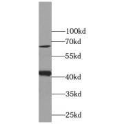 WB analysis of HeLa cells, using GJA1 antibody (1/1000 dilution).