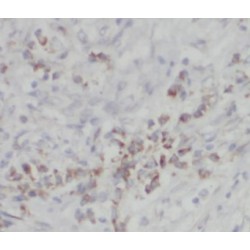 Coatomer Protein Complex Subunit Gamma (COPG) Antibody