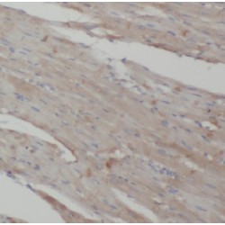 Coatomer Protein Complex Subunit Gamma 2 (COPG2) Antibody