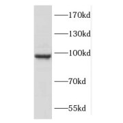 WB analysis of mouse heart tissue, using COPG2 antibody (1/1000 dilution).