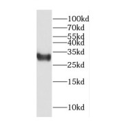 WB analysis of human heart tissue, using COPS7A antibody (1/300 dilution).