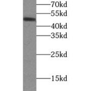 WB analysis of mouse heart tissue, using COQ6 antibody (1/200 dilution).
