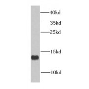 WB analysis of mouse brain tissue, using COX5A antibody (1/1000 dilution).