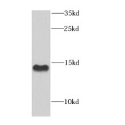 WB analysis of mouse liver tissue, using COX5B antibody (1/1000 dilution).