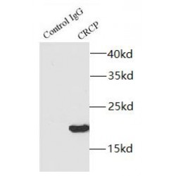 DNA-Directed RNA Polymerase III Subunit RPC9 (CRCP) Antibody
