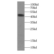 WB analysis of mouse heart tissue, using CKM-Specific antibody (1/2000 dilution).