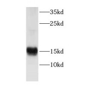 WB analysis of L02 cells, using CRIPT antibody (1/500 dilution).