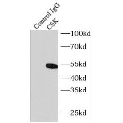 Tyrosine-Protein Kinase CSK (CSK) Antibody