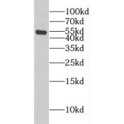 abx232038