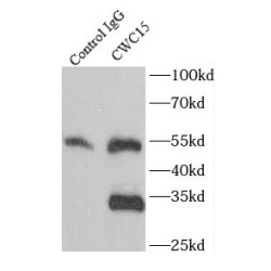 Spliceosome-Associated Protein CWC15 Homolog (CWC15) Antibody