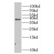 WB analysis of A375 cells, using CCNH antibody (1/1000 dilution).
