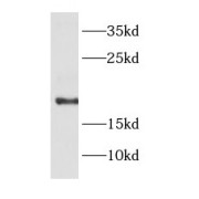 WB analysis of HepG2 cells, using DAD1 antibody (1/1000 dilution).