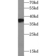 WB analysis of mouse kidney tissue, using DAO antibody (1/1000 dilution).