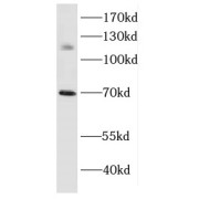 abx232249