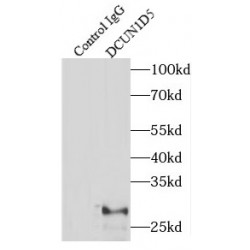 DCN1-Like Protein 5 (DCUN1D5) Antibody