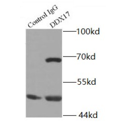 DEAD (Asp-Glu-Ala-Asp) Box Polypeptide 17 (DDX17) Antibody