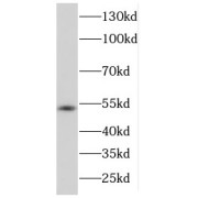 WB analysis of HEK-293 cells, using DDX39 antibody (1/1000 dilution).