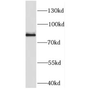 WB analysis of HeLa cells, using DDX50 antibody (1/800 dilution).