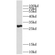 WB analysis of mouse lung tissue, using DECR2 antibody (1/1000 dilution).