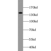 abx232333