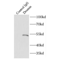 Desmin (DES) Antibody