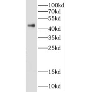 abx232347