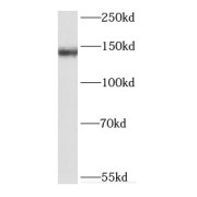 WB analysis of HeLa cells, using DHX38 antibody (1/1000 dilution).