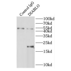 Second Mitochondria-Derived Activator of Caspase / SMAC (DIABLO) Antibody