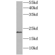 WB analysis of HepG2 cells, using DIABLO antibody (1/1000 dilution).