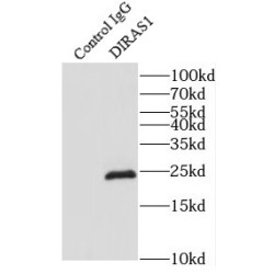 DIRAS Family, GTP-Binding RAS-Like 1 (DIRAS1) Antibody