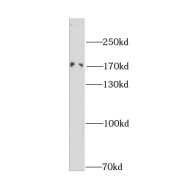 abx232405