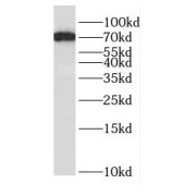 abx232438