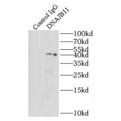 DnaJ Homolog Subfamily B Member 11 (DNAJB11) Antibody