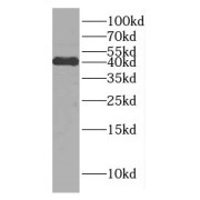 WB analysis of mouse liver tissue, using DNAJB11 antibody (1/3000 dilution).