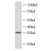 WB analysis of RAW 264.7 cells, using DNAJB7 antibody (1/300 dilution).