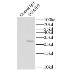 Microvascular Endothelial Differentiation Gene 1 Protein (DNAJB9) Antibody