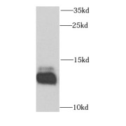 WB analysis of HeLa cells, using DNAJC19 antibody (1/1000 dilution).