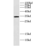 WB analysis of HeLa cells, using DNAJC9 antibody (1/1000 dilution).