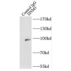 Dynamin 3 (DNM3) Antibody